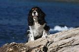 CAVALIER KING CHARLES 564